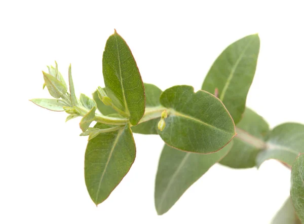 Flora Gran Canaria Eucalyptus Camaldulensis Especie Introducida Brotes Jóvenes Glaucos —  Fotos de Stock