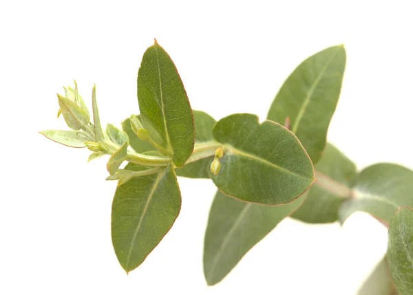 Flora Gran Canaria Eucalyptus Camaldulensis Betelepített Fajok Glaucous Fiatal Hajtások — Stock Fotó