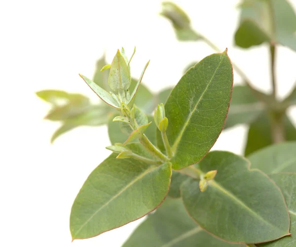Flora Gran Canaria Eucalyptus Camaldulensis Introducerade Arter Frodiga Unga Skott — Stockfoto