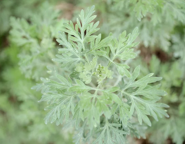 Flora Gran Canarii Artemisia Thuscula Lokalnie Nazywana Incense Względu Jej — Zdjęcie stockowe