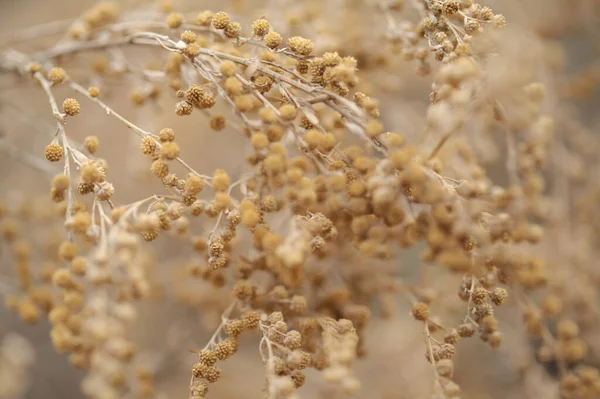 Flora Gran Canaria Artemisia Thuscula Llamada Localmente Incienso Por Sus — Foto de Stock