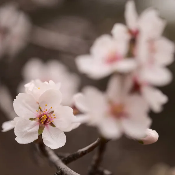 Horticulture Gran Canaria Almond Trees Blooming Tejeda January Macro Floral — Stock Photo, Image