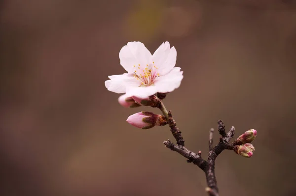 Horticulture Gran Canaria Almond Trees Blooming Tejeda January Macro Floral — Stock Photo, Image
