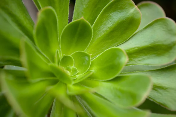 Flora Gran Canaria Aeonium Undulatum Succulent Endemic Island Natural Macro — Stock Photo, Image