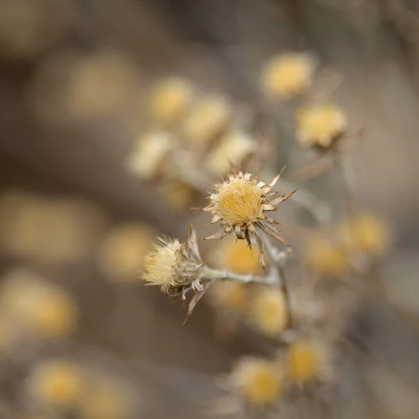Χλωρίδα Της Gran Canaria Carlina Salicifolia Είδος Γαϊδουράγκαθου Που Βρίσκεται — Φωτογραφία Αρχείου