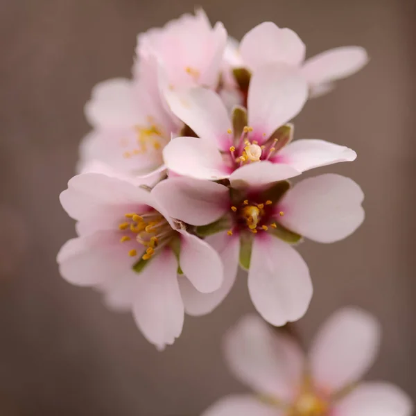 Horticulture Gran Canaria Almond Trees Blooming Tejeda January Macro Floral — Stock Photo, Image