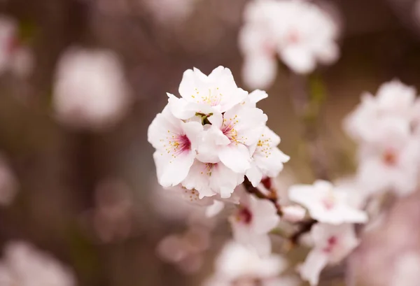 Horticulture Gran Canaria Almond Trees Blooming Tejeda January Macro Floral — Stock Photo, Image