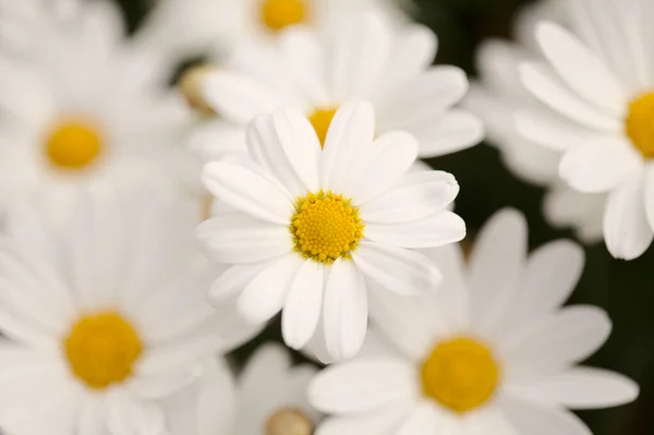 Flora Gran Canaria Argyranthemum Margarida Endémica Das Ilhas Canárias — Fotografia de Stock