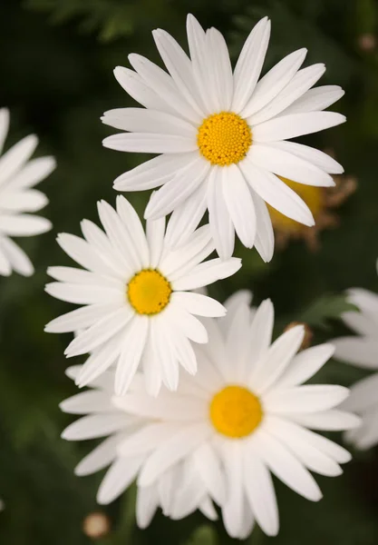 Χλωρίδα Του Gran Canaria Argyranthemum Μαργαρίτα Marguerite Ενδημική Των Καναρίων — Φωτογραφία Αρχείου