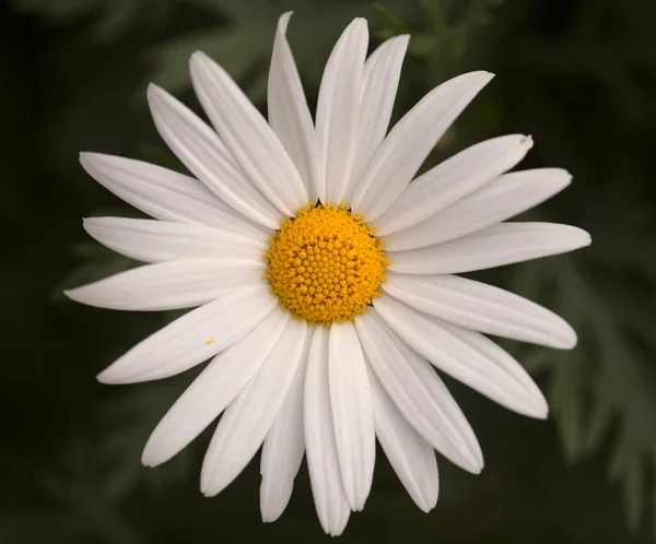 Flora Gran Canaria Argyranthemum Marguerite Daisy Endemic Canary Islands — стокове фото