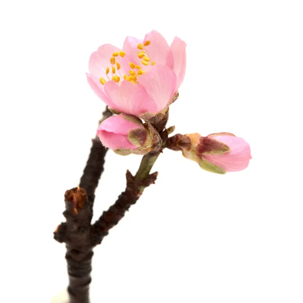 Almond Tree Twigs Blooming Isolated White Background — Stock Photo, Image