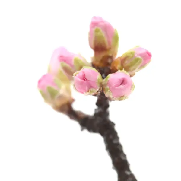 Almond Tree Twigs Blooming Isolated White Background — Stock Photo, Image