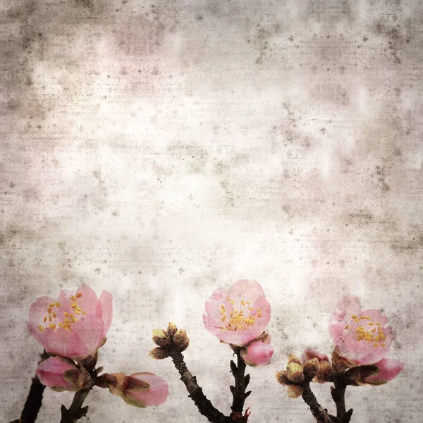 Fyrkantiga Eleganta Gamla Texturerat Papper Bakgrund Med Mandel Blommor Från — Stockfoto
