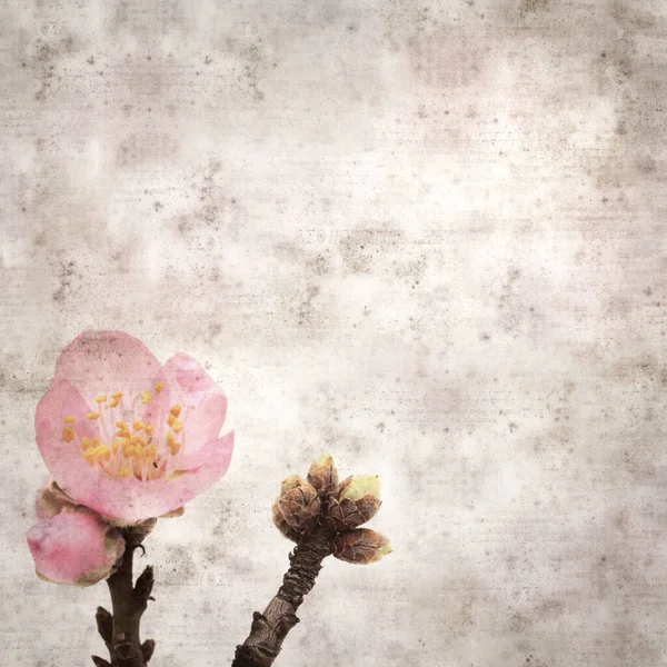 Fyrkantiga Eleganta Gamla Texturerat Papper Bakgrund Med Mandel Blommor Från — Stockfoto
