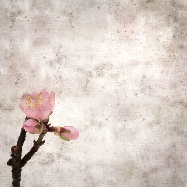 グラン カナリアのアーモンドの花と正方形のスタイリッシュな古い質感の紙の背景 — ストック写真