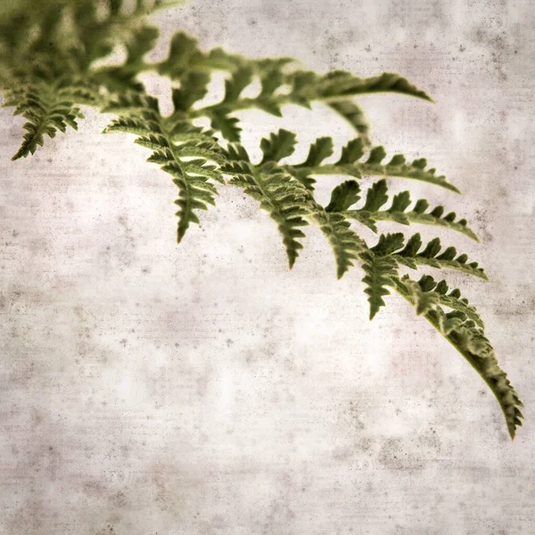 加那利群岛特有的一种植物 蒙大拿州托达罗阿的莱西叶的正方形老式纹理纸背景 — 图库照片
