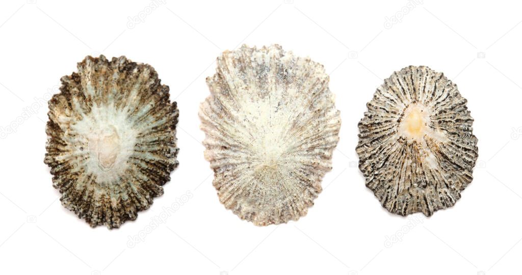 Limpet shells found on beaches of Gran Canaria, isolated on white background