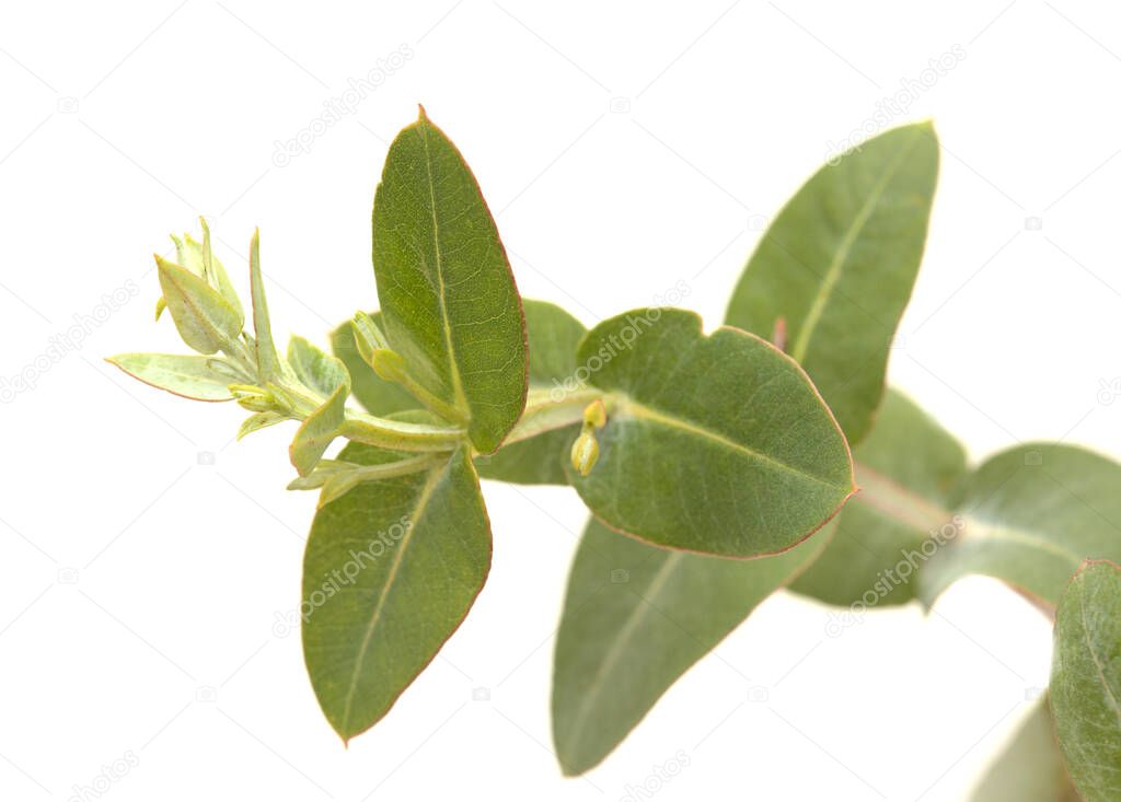 Flora of Gran Canaria -  Eucalyptus camaldulensis, introduced species, glaucous young shoots isolated
