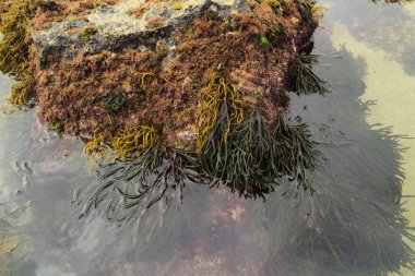 İspanya 'nın kuzeyinde Cantabria' nın kıyı kesimi, Costa Quebrada, Kırık Kıyı, Kodyum kırılgan, yeşil deniz yosunları sığ su bölgesindeki kayalarda.