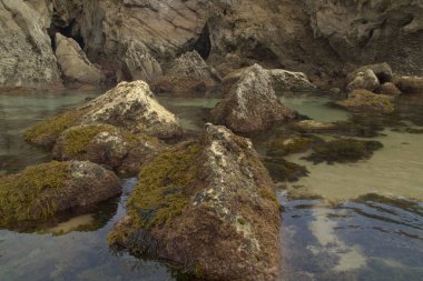 İspanya 'nın kuzeyinde Cantabria' nın kıyı kesimi, Costa Quebrada, Kırık Kıyı, Kodyum kırılgan, yeşil deniz yosunları sığ su bölgesindeki kayalarda.