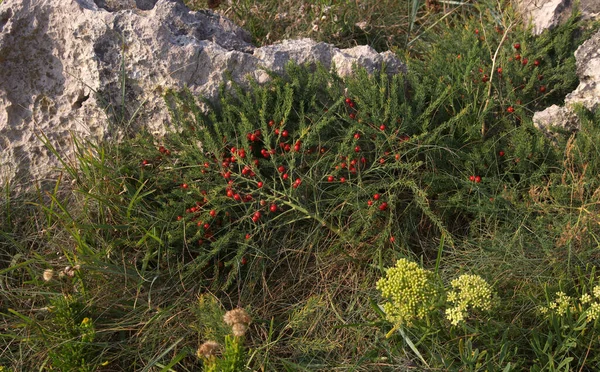 Flora Cantabria Sottospecie Asparagi Officinali Prostrati Bacche Rosse — Foto Stock