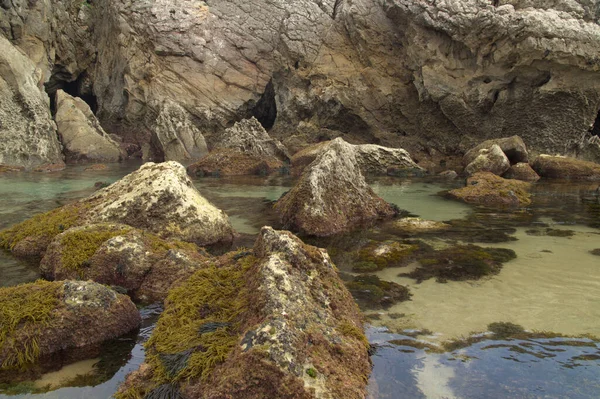İspanya 'nın kuzeyinde Cantabria' nın kıyı kesimi, Costa Quebrada, Kırık Kıyı, Kodyum kırılgan, yeşil deniz yosunları sığ su bölgesindeki kayalarda.