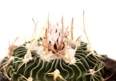 Stenocactus multicostatus, beyin kaktüsü, doğal dalgalı kaburgaları olan küçük kaktüs, çiçek açan. 