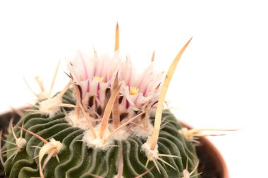 Stenocactus multicostatus, beyin kaktüsü, doğal dalgalı kaburgaları olan küçük kaktüs, çiçek açan. 