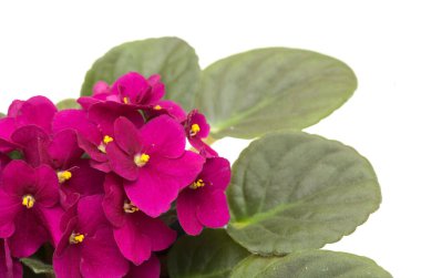 Dark red saintpaulia or african violet isolated on white background clipart