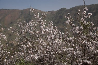 Gran Canaria Bahçeciliği - Tejeda 'da Ocak ayında açan badem ağaçları
