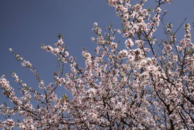 Gran Canaria Bahçeciliği - Tejeda 'da Ocak ayında açan badem ağaçları