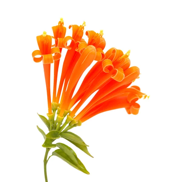 Pyrostegia Venusta Auch Als Orangefarbener Trompeter Bekannt Isoliert Auf Weißem — Stockfoto