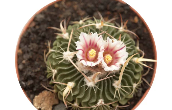 Stenocactus Multicostatus Kaktus Mozku Malý Kaktus Neobvyklými Zvlněnými Žebry Přírodní — Stock fotografie