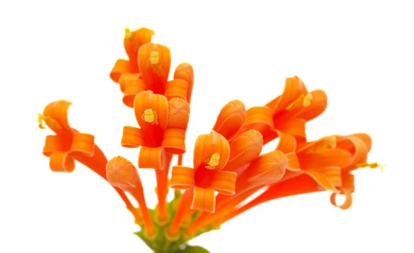 Pyrostegia Venusta Aka Orange Trumpetvine Isolated White Background — Stock Photo, Image