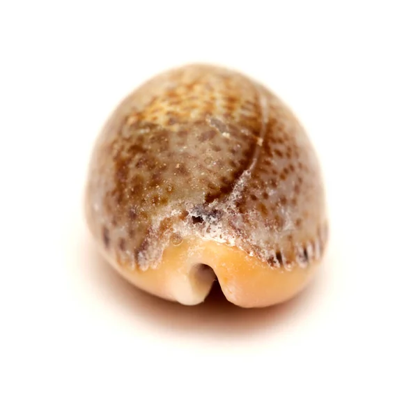 Fauna Oceano Atlântico Torno Gran Canaria Pequena Concha Cowrie Concha — Fotografia de Stock