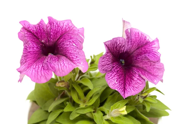 Cultivar Magenta Motifs Inhabituels Petunia Isolé Sur Fond Blanc — Photo