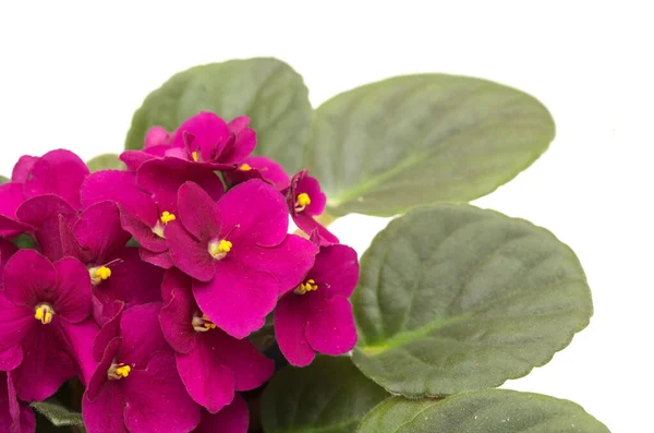 Saintpaulia Roja Oscura Violeta Africana Aislada Sobre Fondo Blanco —  Fotos de Stock