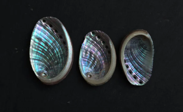 Fauna Atlantiic Sea Gran Canaria Shells Haliotis Tuberculata Coccinea Green — 스톡 사진