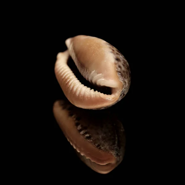 グラン カナリア周辺の大西洋のファウナ 小さなカウリーの殻 またはお金の殻 — ストック写真