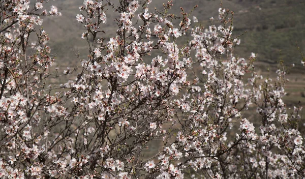 Horticulture Gran Canaria Almond Trees Blooming Tejeda January — Stock Photo, Image