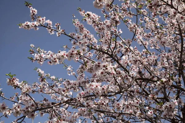 Trädgårdsodling Gran Canaria Mandelträd Blommar Tejeda Januari — Stockfoto