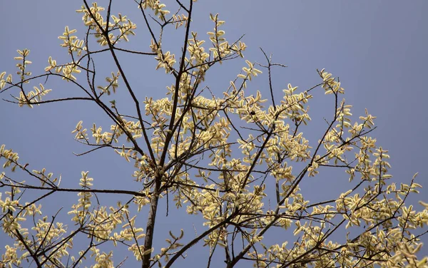 加那利群岛 大加那利群岛柳树的植物 冬季开着淡黄色的软猫 — 图库照片
