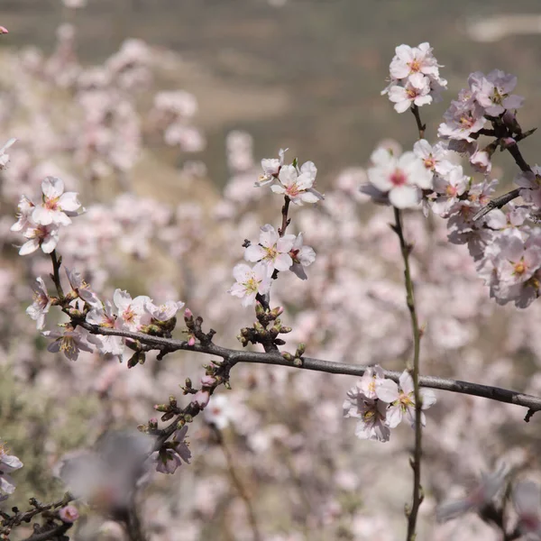 Horticulture Gran Canaria Almond Trees Blooming Tejeda January — Stock Photo, Image