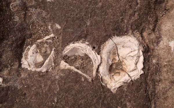 Versteinerte Überreste Großer Muscheln Aus Miozäner Geologischer Epoche Die Strand — Stockfoto