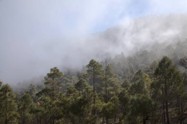 Büyük Kanarya, Doğa Parkı Tamadaba 'daki adanın dağlık kesiminin manzarası, Avrupa' nın en yüksek uçurumu olan Faneque 'ye yürüyüş rotası.