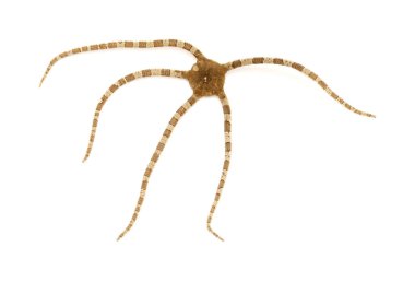 Büyük Kanarya çevresindeki Atlantik Okyanusu 'nun Hayvanı - Beyaz arka planda izole edilmiş Ophioderma longicaudum kırılgan yıldızı