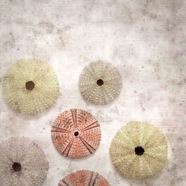 Deniz kestanesi iskeletleri olan şık desenli eski kağıt arka plan