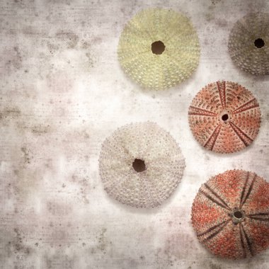 Deniz kestanesi iskeletleri olan şık desenli eski kağıt arka plan