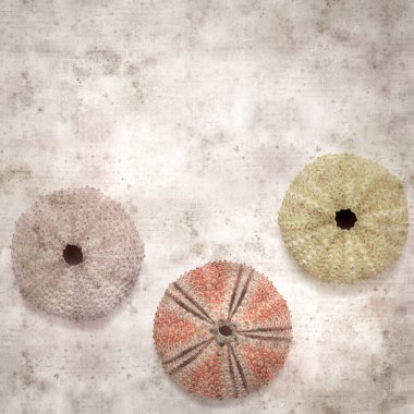 Deniz kestanesi iskeletleri olan şık desenli eski kağıt arka plan