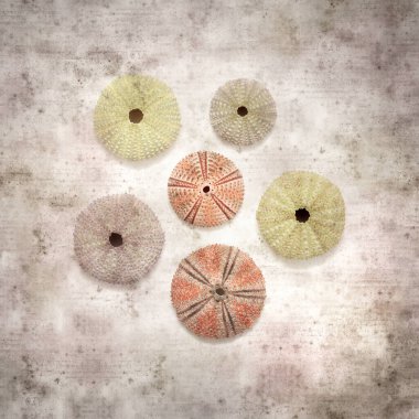 Deniz kestanesi iskeletleri olan şık desenli eski kağıt arka plan